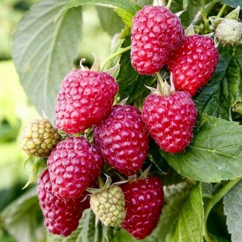 Малина ремонтантная Пингвин (Rubus idaeus 'Pingvin')