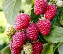 Малина ремонтантная Пингвин (Rubus idaeus 'Pingvin')