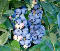 Голубика высокая Аврора (Vaccinium corymbosum 'Aurora')