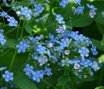 Бруннера крупнолистная (Brunnera macrophylla)