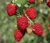 Малина ремонтантная Бриллиантовая (Rubus idaeus 'Brilliantovaya')