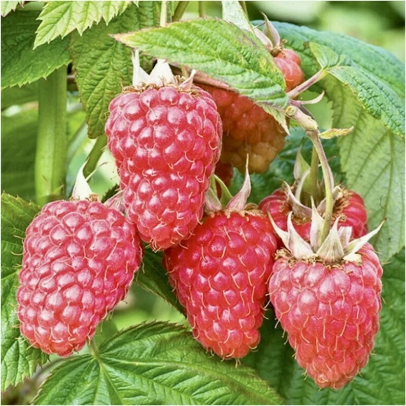 Малина ремонтантная Атлант (Rubus idaeus 'Atlant')