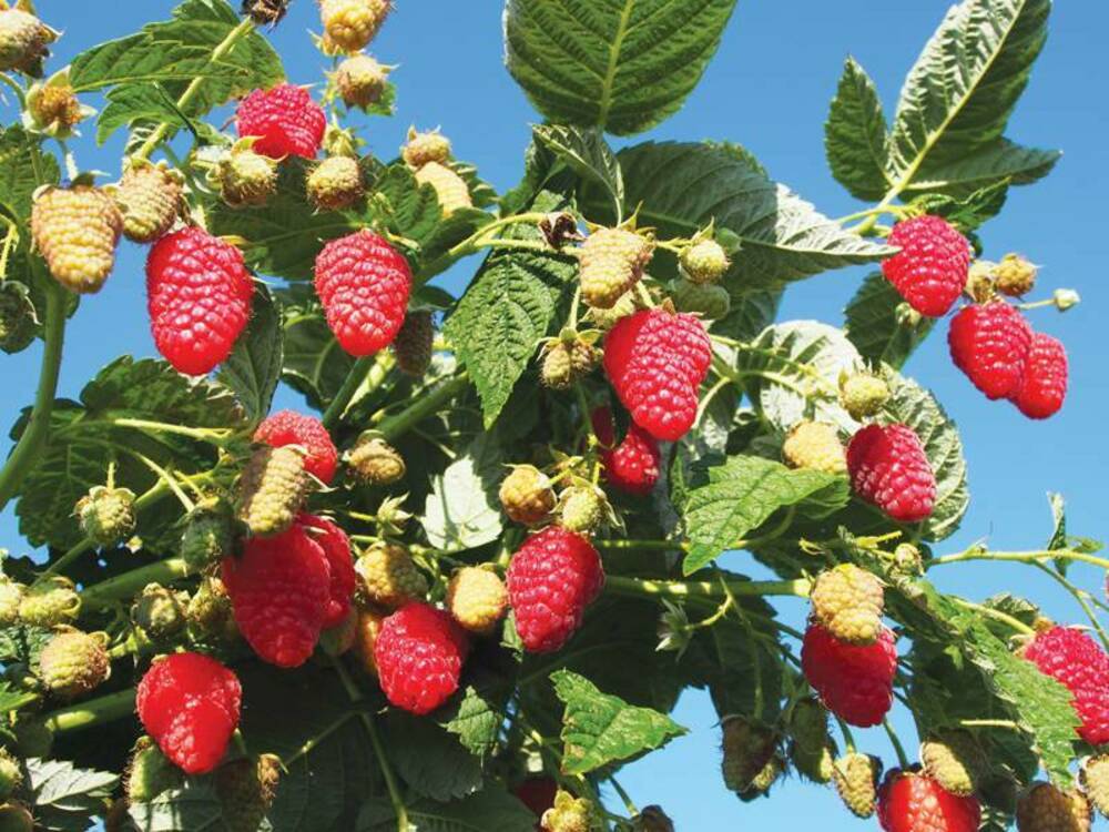 Малина ремонтантная Атлант (Rubus idaeus 'Atlant')