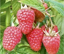 Малина ремонтантная Атлант (Rubus idaeus 'Atlant')