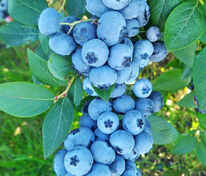 Голубика узколистная Лакомка (Vaccinium angustifolium 'Lakomka')