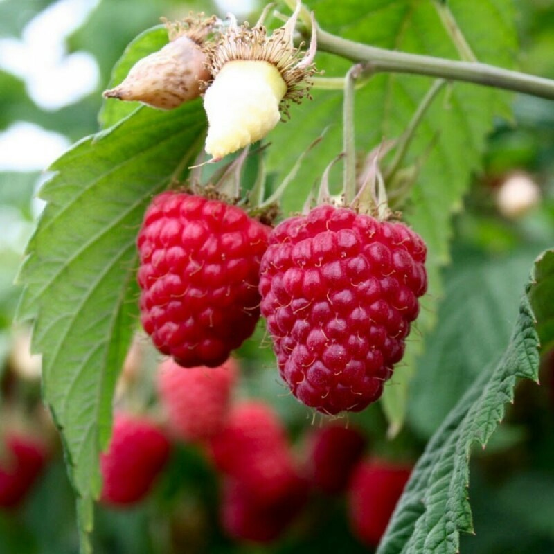 Малина ремонтантная Августина (Rubus idaeus 'Avgustina')