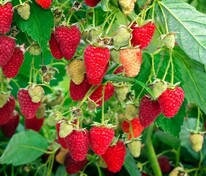 Малина ремонтантная Рубиновое ожерелье (Rubus idaeus 'Rubinovoe Ozherelye')