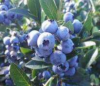 Голубика узколистная Нерль (Vaccinium angustifolium 'Nerl')