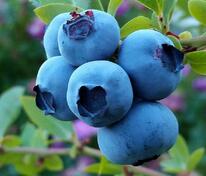 Голубика узколистная Нея (Vaccinium angustifolium 'Neya')