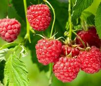 Малина обыкновенная Бальзам (Rubus idaeus 'Balzam')