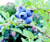 Голубика узколистная Поморочка (Vaccinium angustifolium 'Pomorochka')