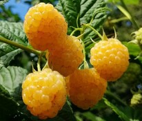 Малина обыкновенная Челябинская крупноплодная (Rubus idaeus 'Chelyabinskaya Krupnoplodnaya')