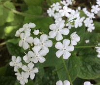 Бруннера крупнолистная Бетти Боуринг (Brunnera macrophylla 'Betty Bowring')