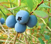 Голубика топяная Дивная (Vaccinium uliginosum 'Divnaya')