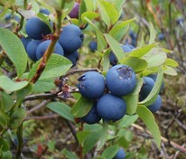 Голубика топяная Изящная (Vaccinium uliginosum 'Izyashnaya')