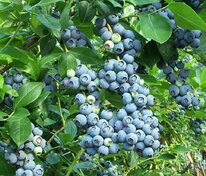 Голубика топяная Нектарная (Vaccinium uliginosum 'Nektarnaya')