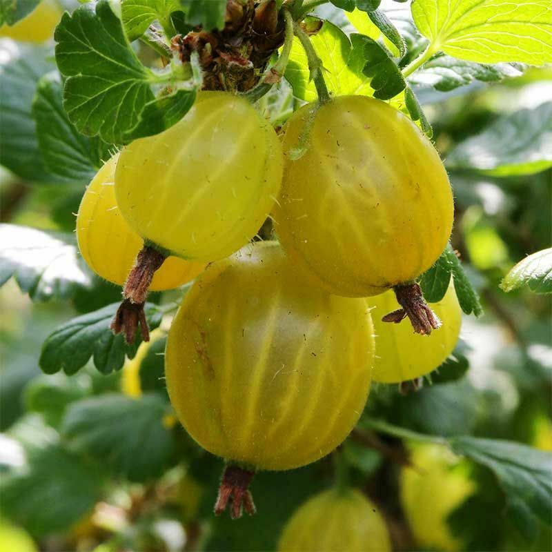 Крыжовник Юбилейный (Ribes uva-crispa 'Yubileynyy')