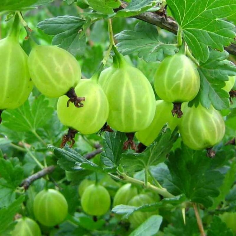 Крыжовник Юбилейный (Ribes uva-crispa 'Yubileynyy')