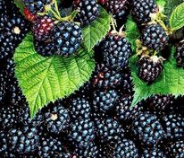 Ежевика Агатовая (Rubus fruticosus 'Agatovaya')