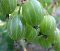 Крыжовник Уральский изумруд (Ribes uva-crispa 'Uralskiy Izumrud')