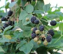 Ежевика Миднайт (Rubus fruticosus 'Midnight')