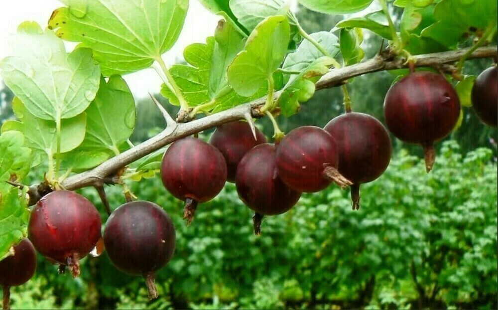 Крыжовник Сириус (Ribes uva-crispa 'Sirius')