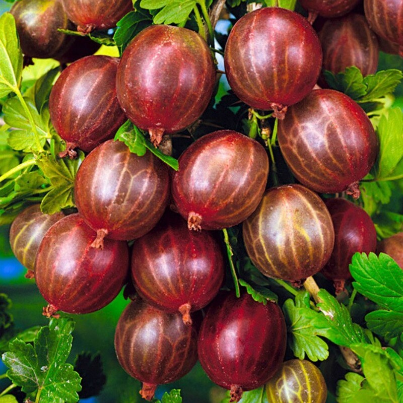 Крыжовник Сириус (Ribes uva-crispa 'Sirius')