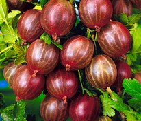 Крыжовник Сириус (Ribes uva-crispa 'Sirius')