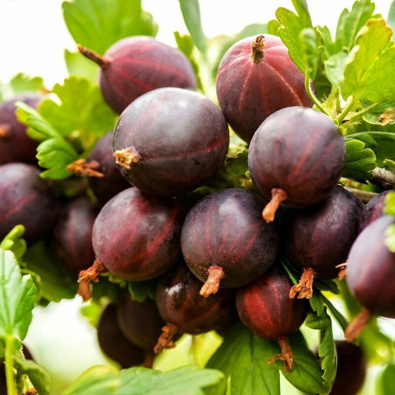 Крыжовник Сенатор (Ribes uva-crispa 'Senator')