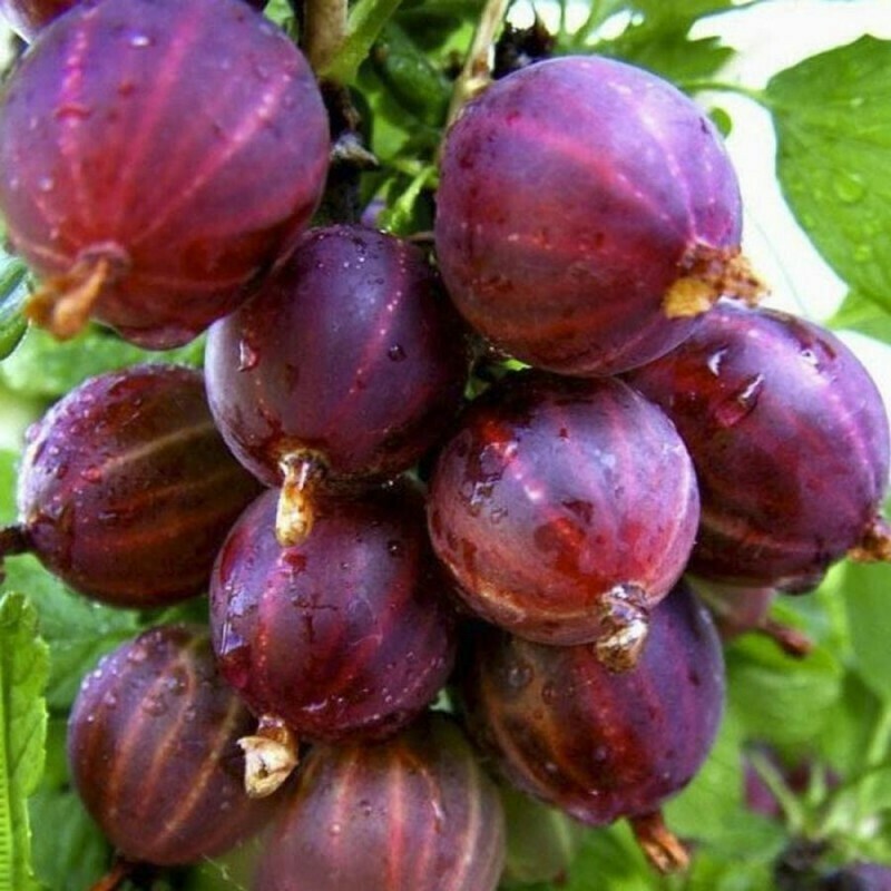 Крыжовник Сенатор (Ribes uva-crispa 'Senator')