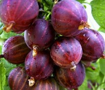 Крыжовник Сенатор (Ribes uva-crispa 'Senator')