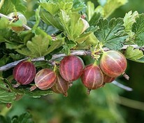 Крыжовник Розовый 2 (Ribes uva-crispa 'Rozovyy 2')