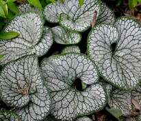 Бруннера крупнолистная Сиа Хеарт (Brunnera macrophylla 'Sea Heart')