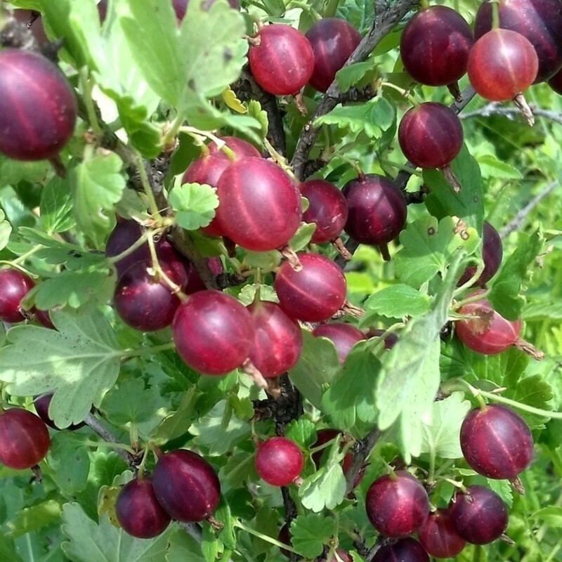 Крыжовник Арлекин (Ribes uva-crispa 'Arlekin')