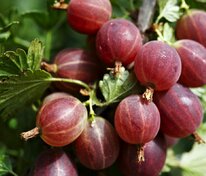 Крыжовник Арлекин (Ribes uva-crispa 'Arlekin')