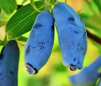 Жимолость съедобная Сибирячка (Lonicera edulis 'Sibiriyachka')