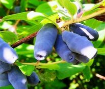 Жимолость съедобная Московская 23 (Lonicera edulis 'Moskovskaya 23')