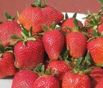 Земляника садовая Элианни (Fragaria x ananassa 'Elianny')