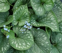 Бруннера крупнолистная Эмералд Мист (Brunnera macrophylla 'Emerald Mist')