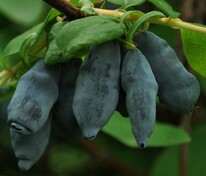 Жимолость съедобная Мамонтенок (Lonicera edulis 'Mamontenok')