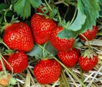 Земляника садовая Царица (Fragaria x ananassa 'Tsaritsa')