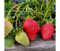 Земляника садовая Вима Рина (Fragaria x ananassa 'Vima Rina')