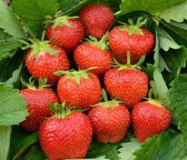 Земляника садовая Эльсанта (Fragaria x ananassa 'Elsanta')