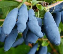 Жимолость съедобная Лебедушка (Lonicera edulis 'Lebedushka')