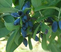 Жимолость съедобная Камчадалка (Lonicera edulis 'Kamchadalka')