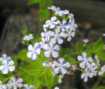 Бруннера крупнолистная Дженнифер (Brunnera macrophylla 'Jennifer')