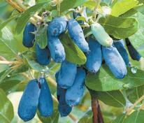 Жимолость съедобная Гордость Бакчара (Lonicera edulis 'Gordost Bakchara')