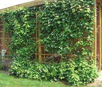 Актинидия аргута (Actinidia arguta) на опоре