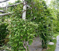 Актинидия коломикта (Actinidia kolomikta) на опоре