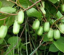 Актинидия коломикта "Pamyati uchitelya" (Памяти учителя)